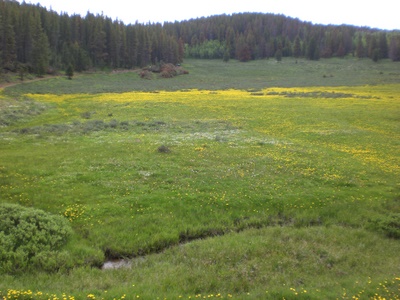 Miles of Dandelions.